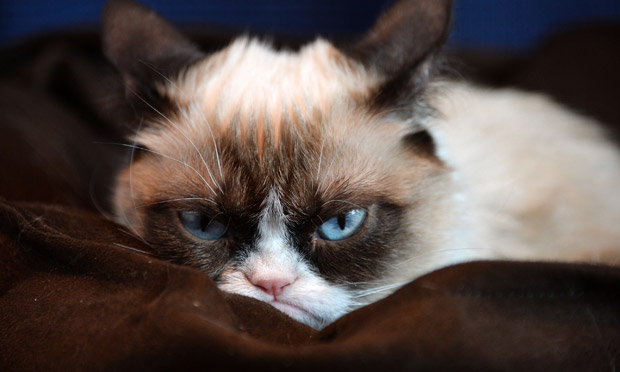 Grumpy-Cat-011.jpg