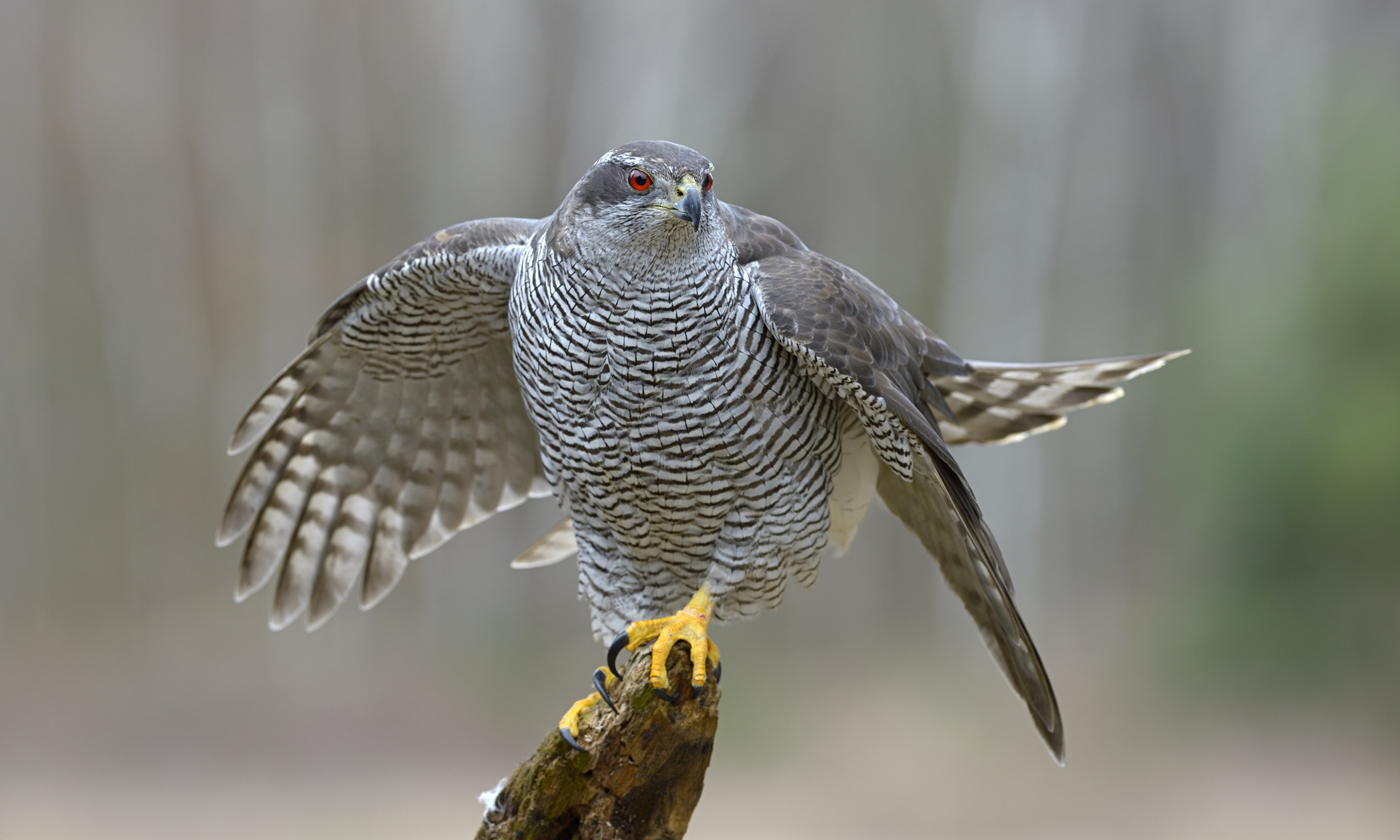 book h is for hawk by helen macdonald