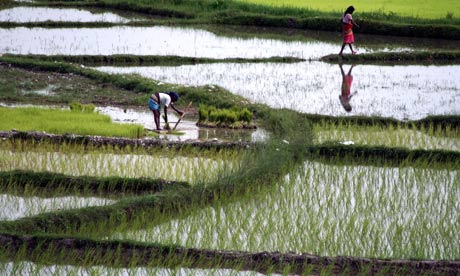 Women work at a paddy field at the village of Bamundangi, eastern Nepal.  Photograph: Dipendu Dutta/AFP/Getty