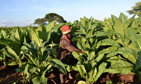 Tobacco Farming Negatively Affect The Natural Environment