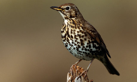 Scientists to study psychological benefits of birdsong | Environment ...