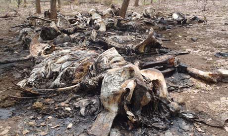 The carcasses of elephants slaughtered by poachers in Bouba Ndjida national park in northern Cameroon. Photograph: AP