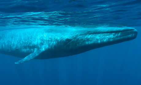 Observers have watched whales vanish after an undersea earthquake. Photograph: Andrew Sutton