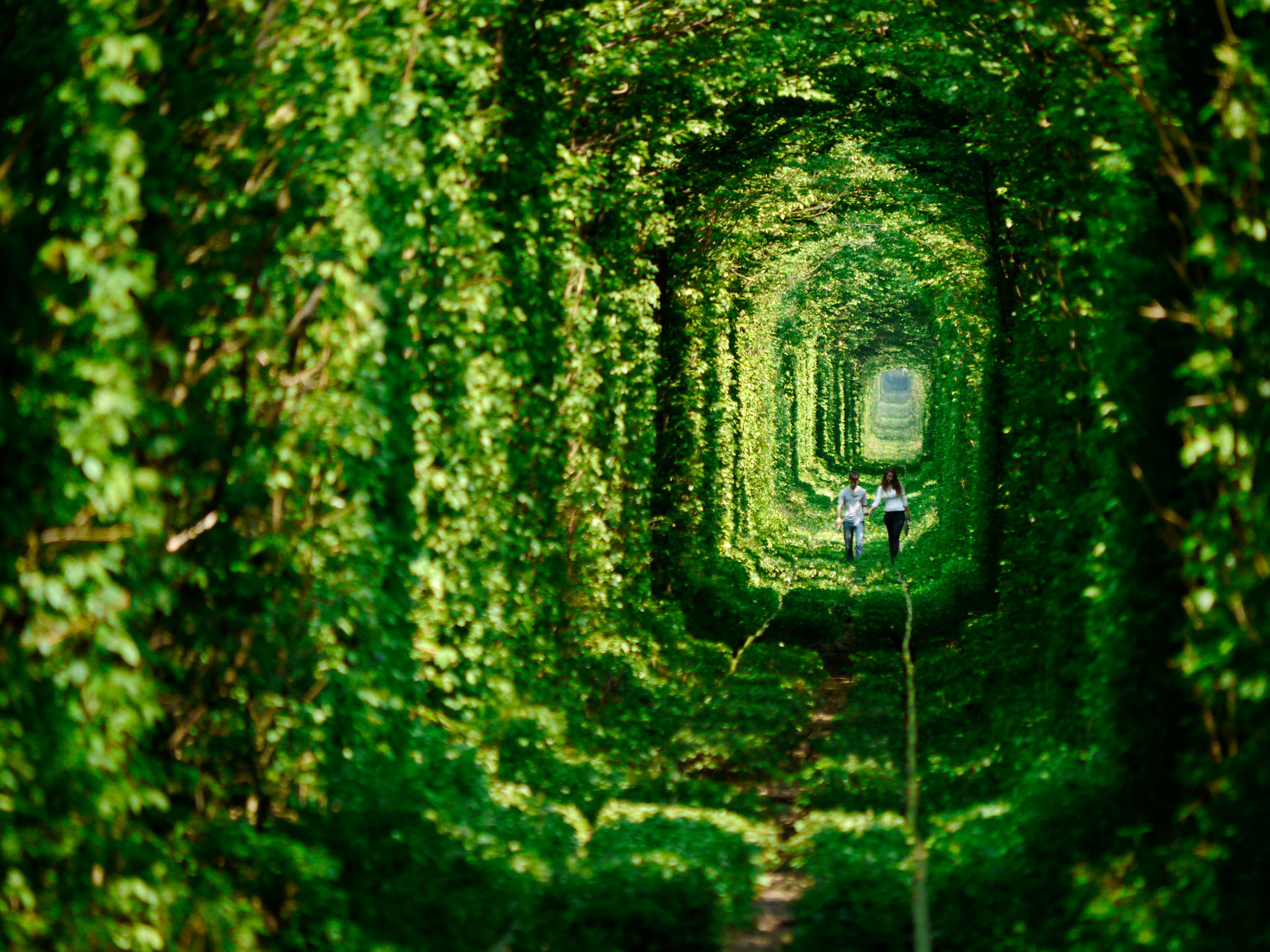 Красивые зеленые места. Тоннель любви, Клевань, Украина. Тоннель любви в городе Клевань. Тоннель любви, Ровенская область, Украина..