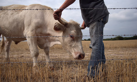 A bull grazes on dry wheat husks in Logan, Kansas, one of the regions hit by the record drought that has affected more than half of the US and is expected to drive up food prices.  Photograph: John Moore/Getty Images