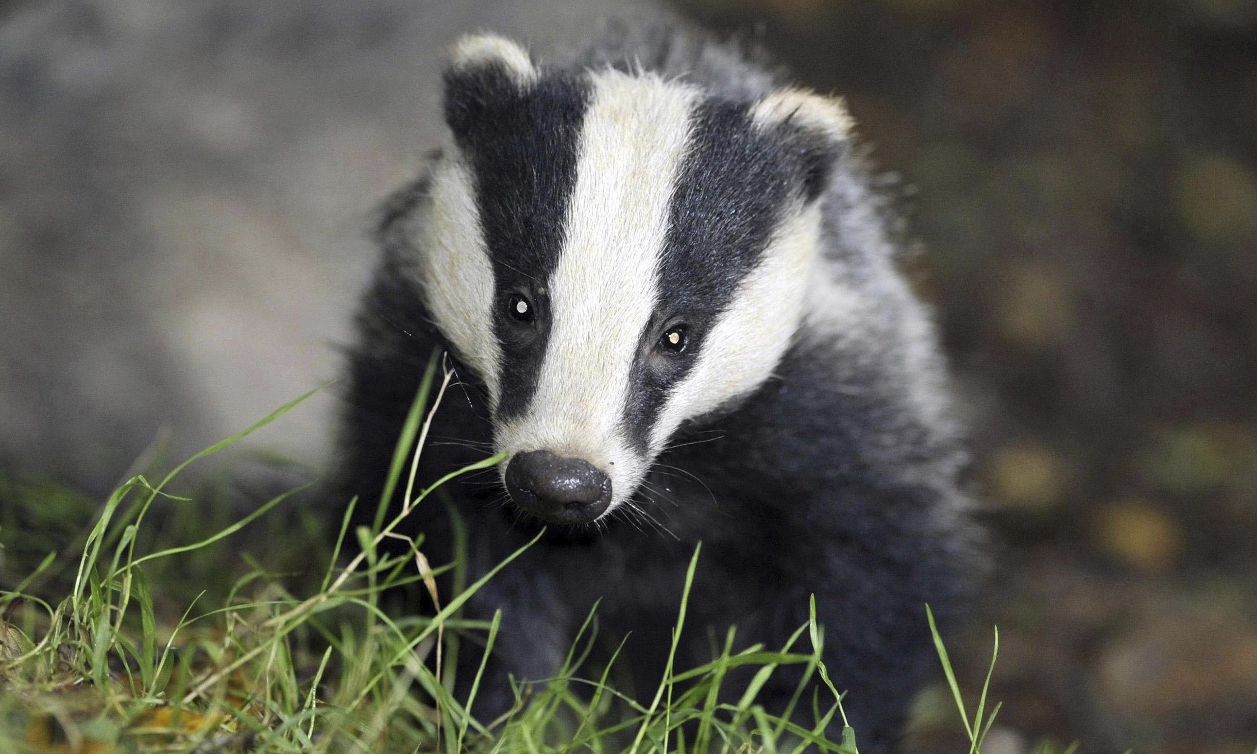 a-group-of-badgers-is-called-a-cete-s-t-although-they-are-often