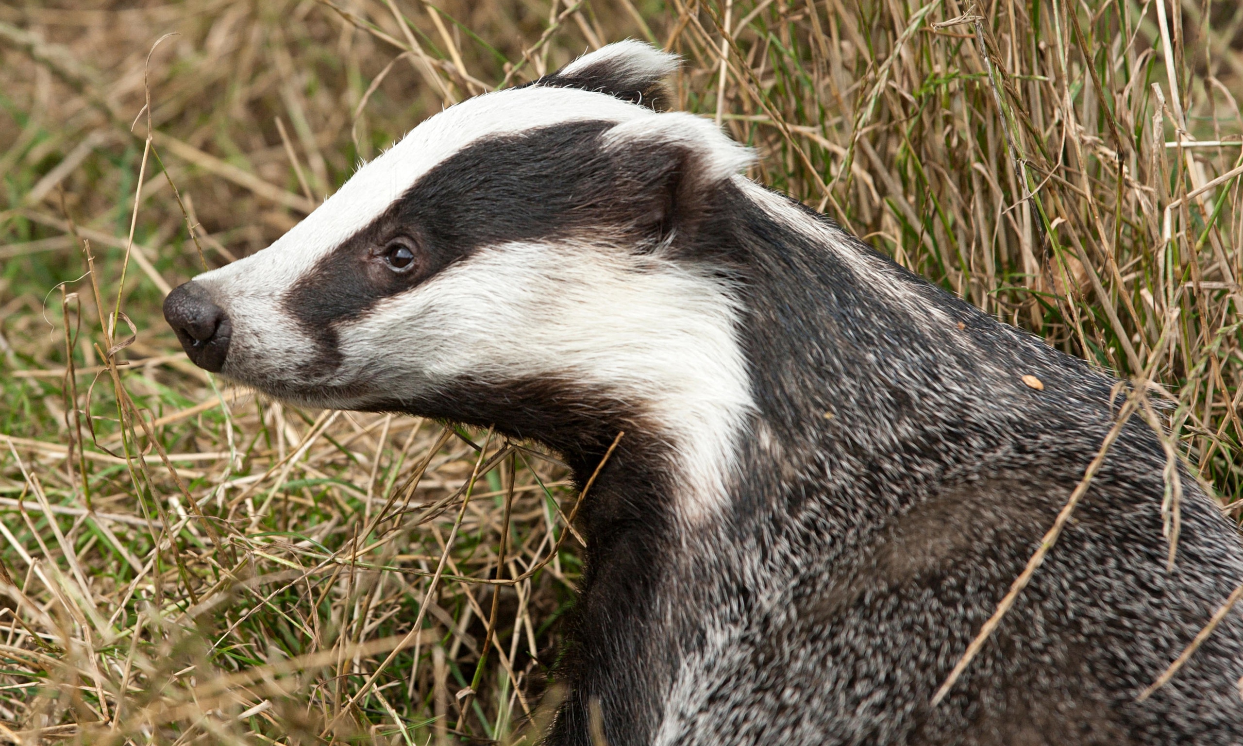 Secrets of a badger's toilet | Environment | The Guardian