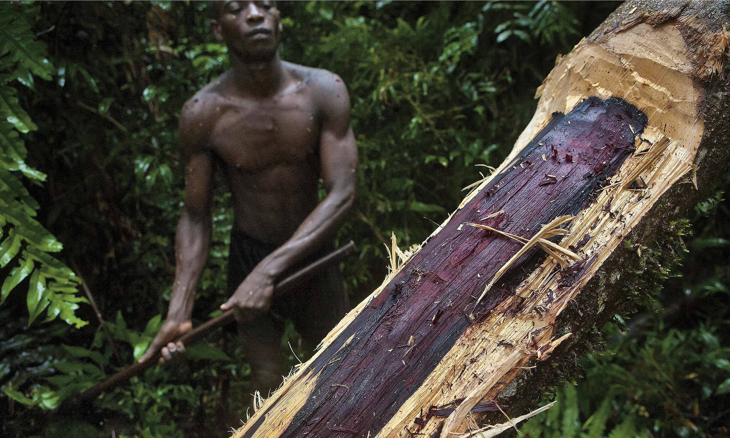 Madagascar's forests vanish to feed taste for rosewood in Madagascar's forests vanish to feed taste for rosewood in