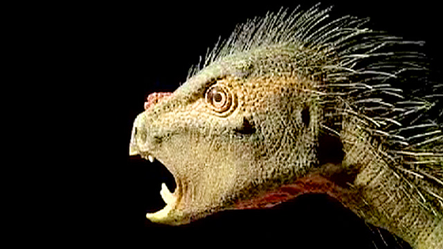 Fanged dinosaur species identified: heterodontosaurus - video timelapse