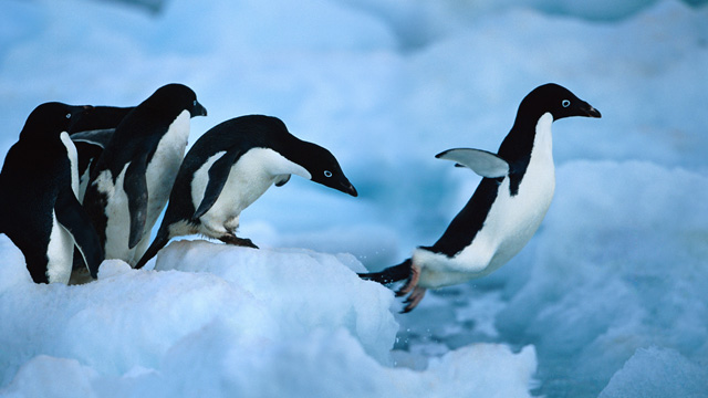 Penguin cam gives bird's eye view of hunting in Antarctica - video ...