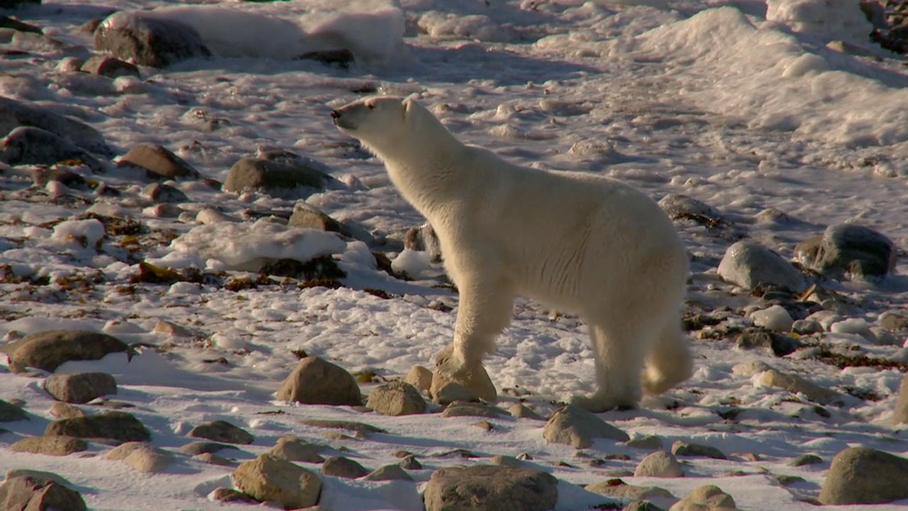 Polar bears may appear to be. Северный Ледовитый океан белый медведь. Фауна Арктики. Фото белого медведя в Арктике.