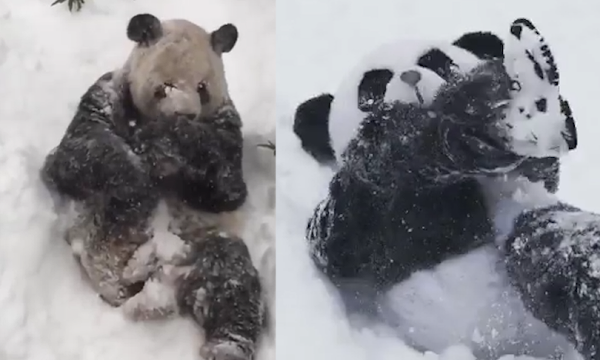 Will the real snowy panda please stand up? Costumed man mimics clip – video
