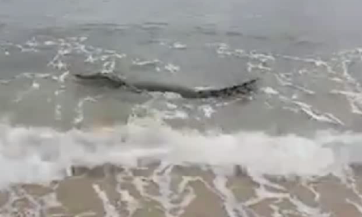 Crocodile turns up for a swim on Queensland beach near Cairns – video