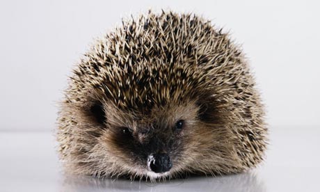 Not just a pretty face: An adult hedgehog can clear a slug-infested garden in three months. Photograph: Christopher Thomas/Getty Images