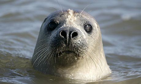 Not so common: scientists raise alarm as Britain's seals disappear