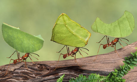https://static-secure.guim.co.uk/sys-images/Guardian/Pix/pictures/2009/3/8/1236554201646/Leaf-cutter-ants-Atta-cep-003.jpg