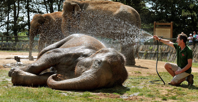 How animals are cooling off in the heat | Life and style | The Guardian