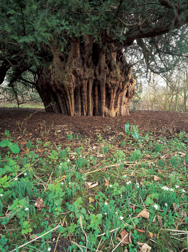 In Pictures Six Of Britains Oldest Trees Environment The Guardian
