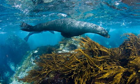 Guadalupe fur seal: feared extinct in 1890s.   Photograph: Visuals Unlimited/Corbis