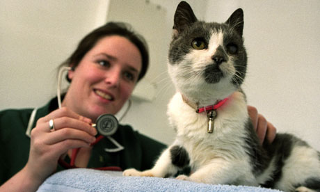 for check dog up cost vet uk insurance   it? Guardian  pet Money  Is worth The