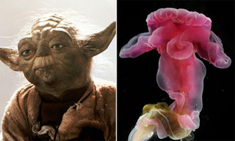 Jedi master Yoda and the Yoda purpurata acorn worm.