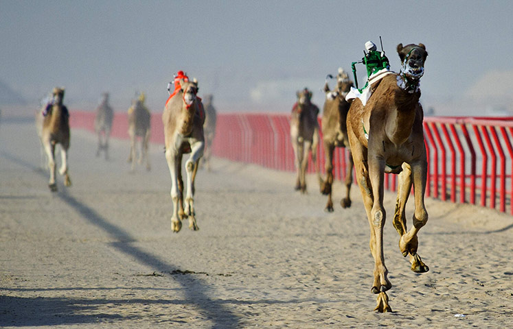 https://static-secure.guim.co.uk/sys-images/Guardian/Pix/pictures/2012/2/15/1329315792841/Kebd-Kuwait-Camels-ridden-015.jpg