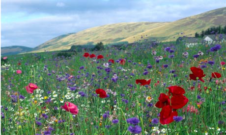 Wildflower-meadow-007.jpg
