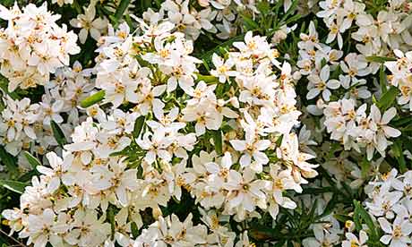 Plant of the week: Mexican Orange 'Aztec Pearl' | Life and ...