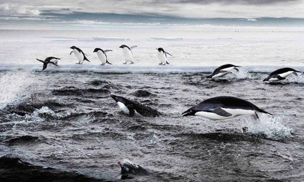 Penguins are lethally efficient hunting machines, video  