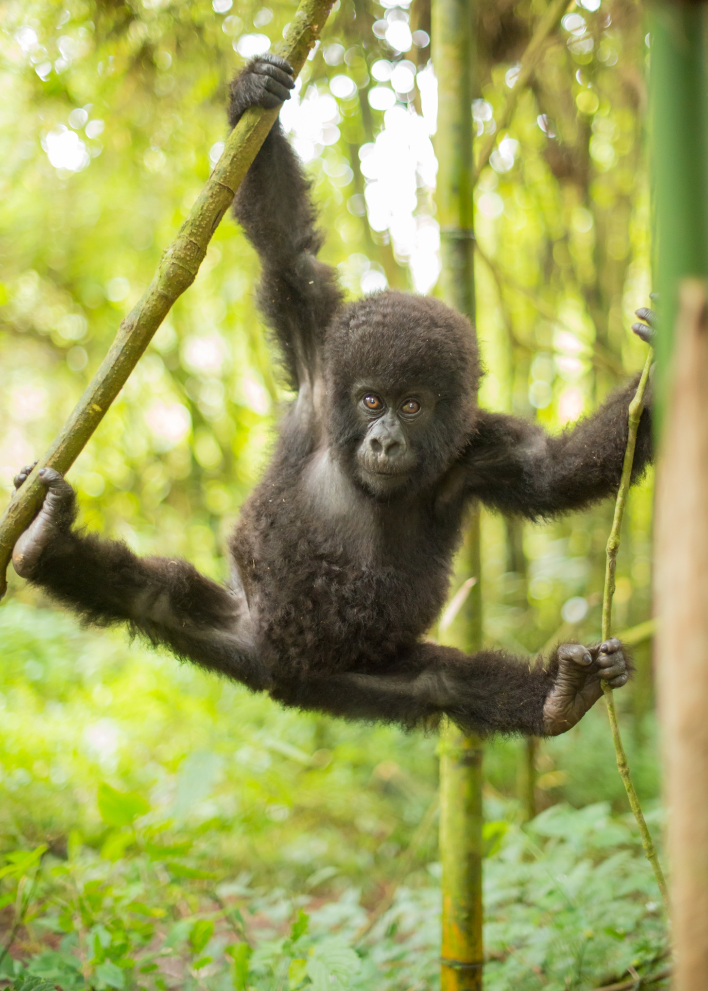 est100 一些攝影(some photos): baby, mountain gorilla, 山地大猩猩