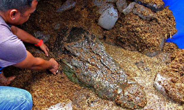 world-s-largest-captive-crocodile-dies-in-philippines-world-news