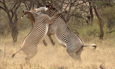 BBC exaggerated climate change in David Attenborough's Africa