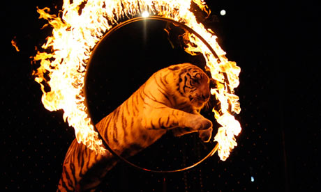 Use of wild animals in circuses