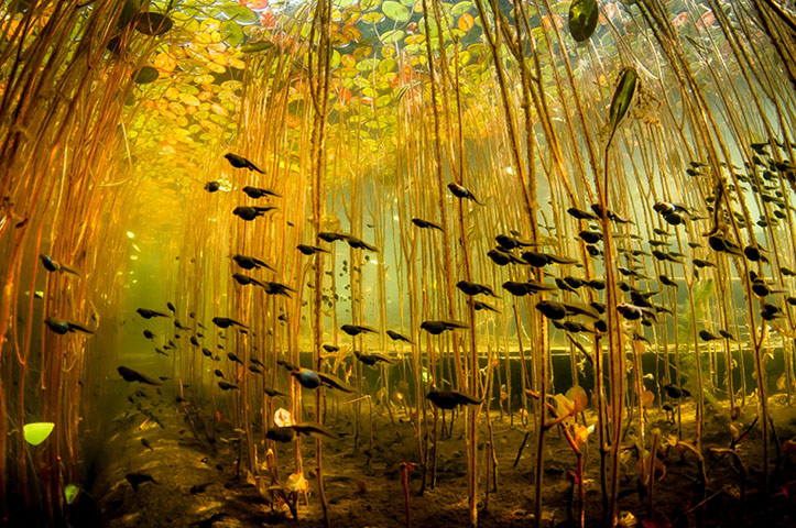 The week in wildlife - in pictures