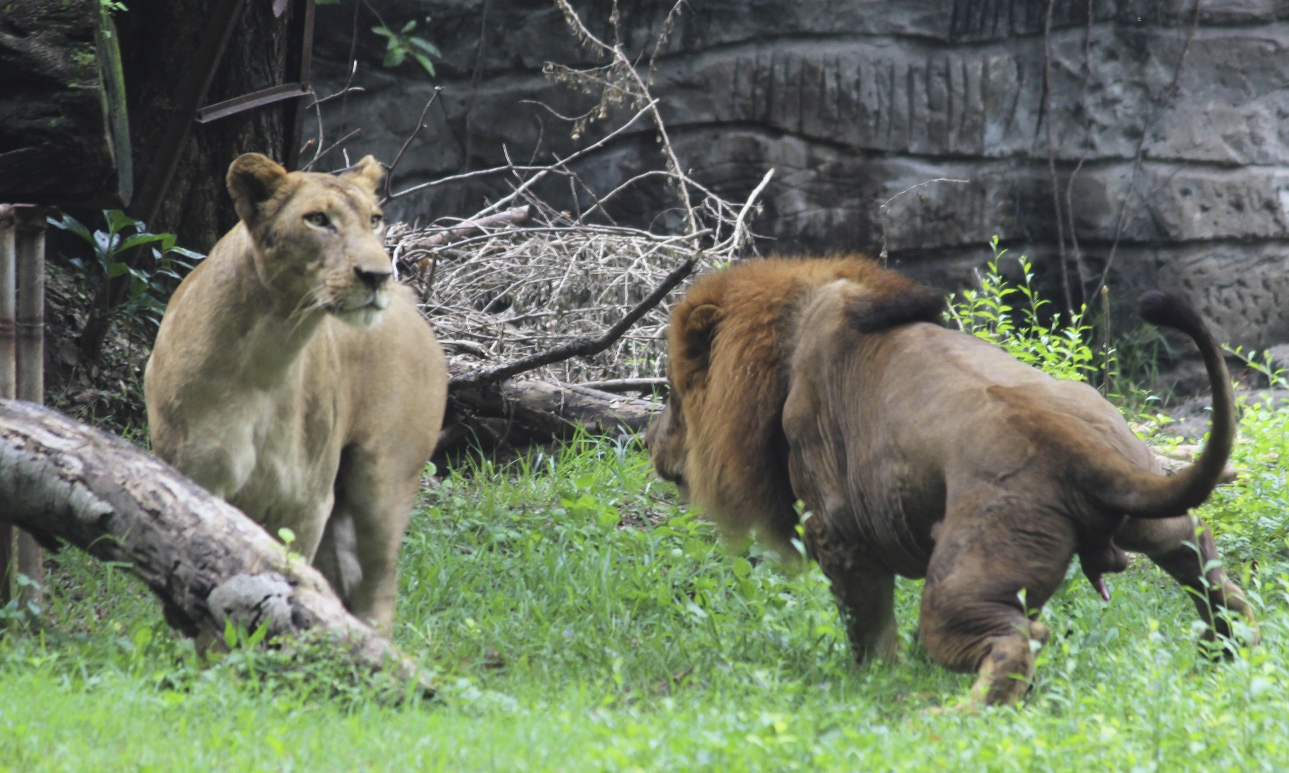 Bloody brazil teen zoo. Зоопарк Сурабая Индонезия. Индонезийский зоопарк Рагунан. Калининградский зоопарк Лев.