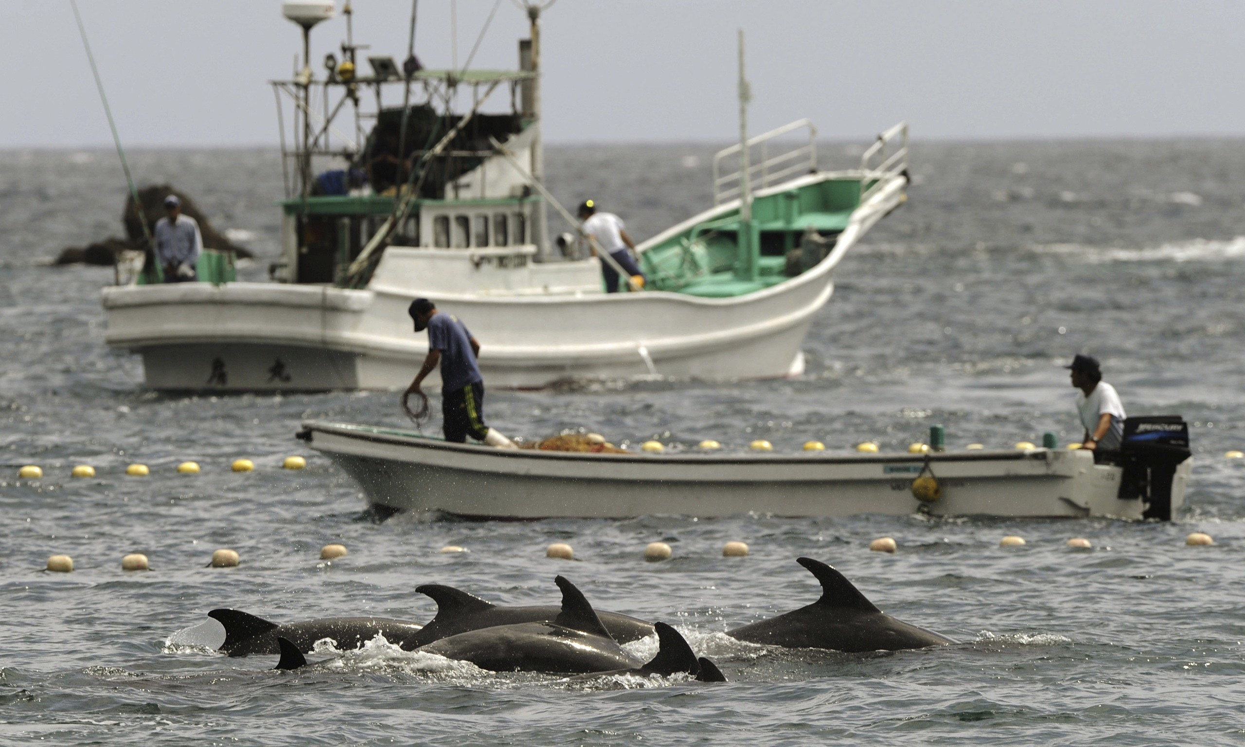 250 dolphins rounded up in Japan's Taiji cove Environment The Guardian