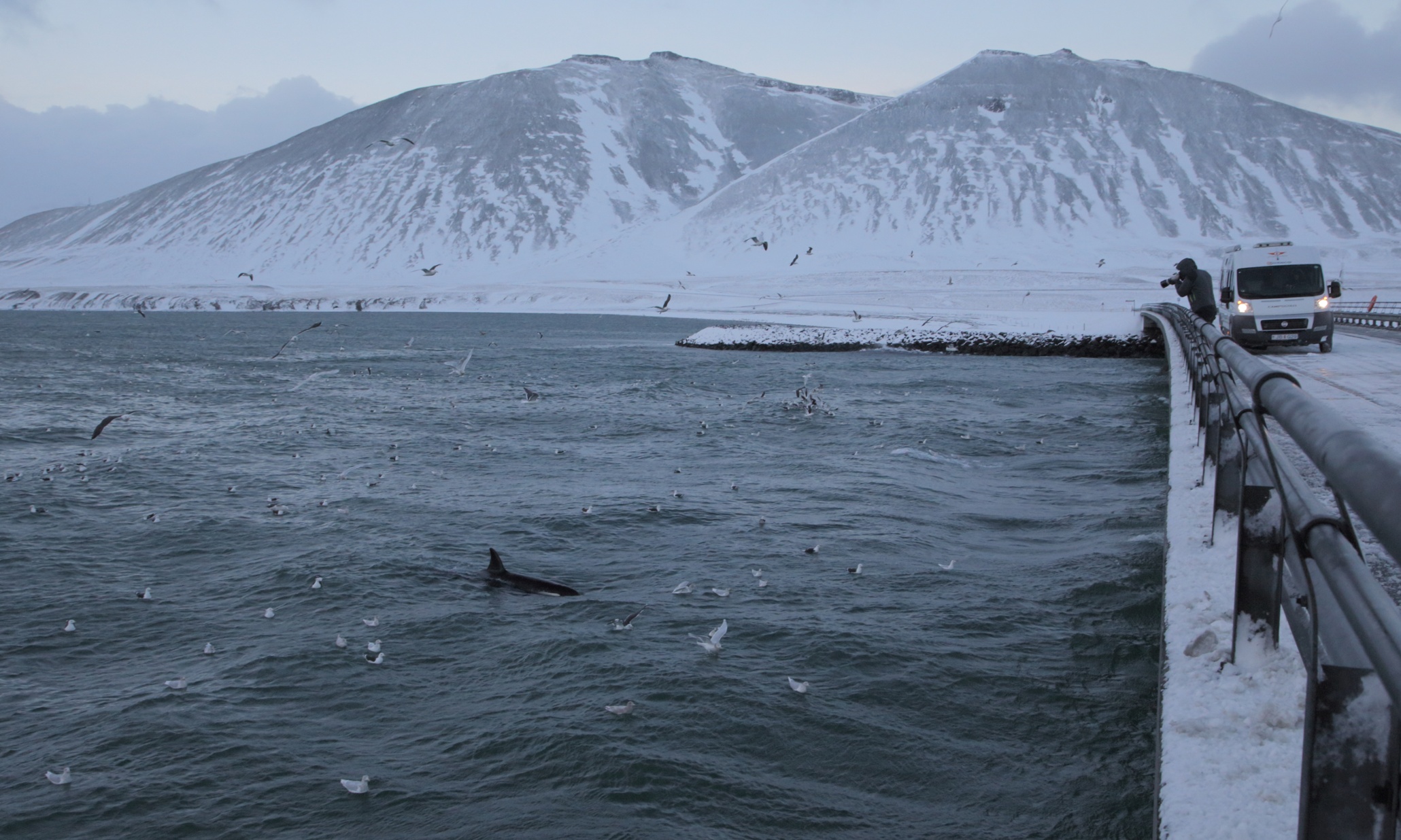 Projet de voyage en Islande pour voir des orques Cc27aa96-ecd9-400d-8159-e15222af4745-2060x1236