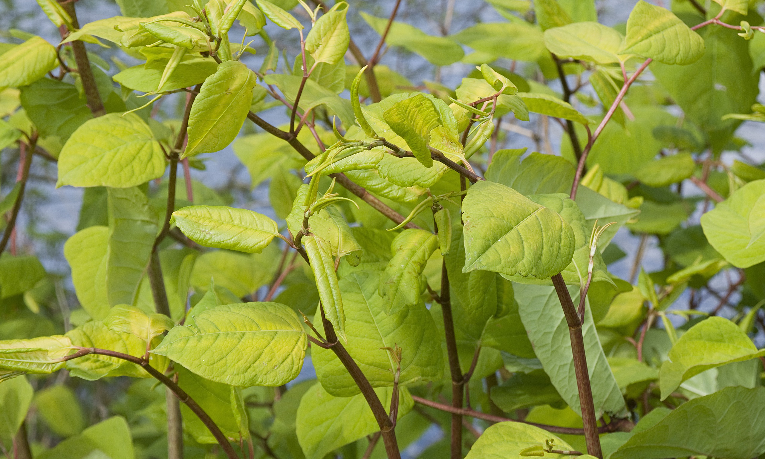 Law Commission Says Powers Needed To Curb Non native Plants And Animals