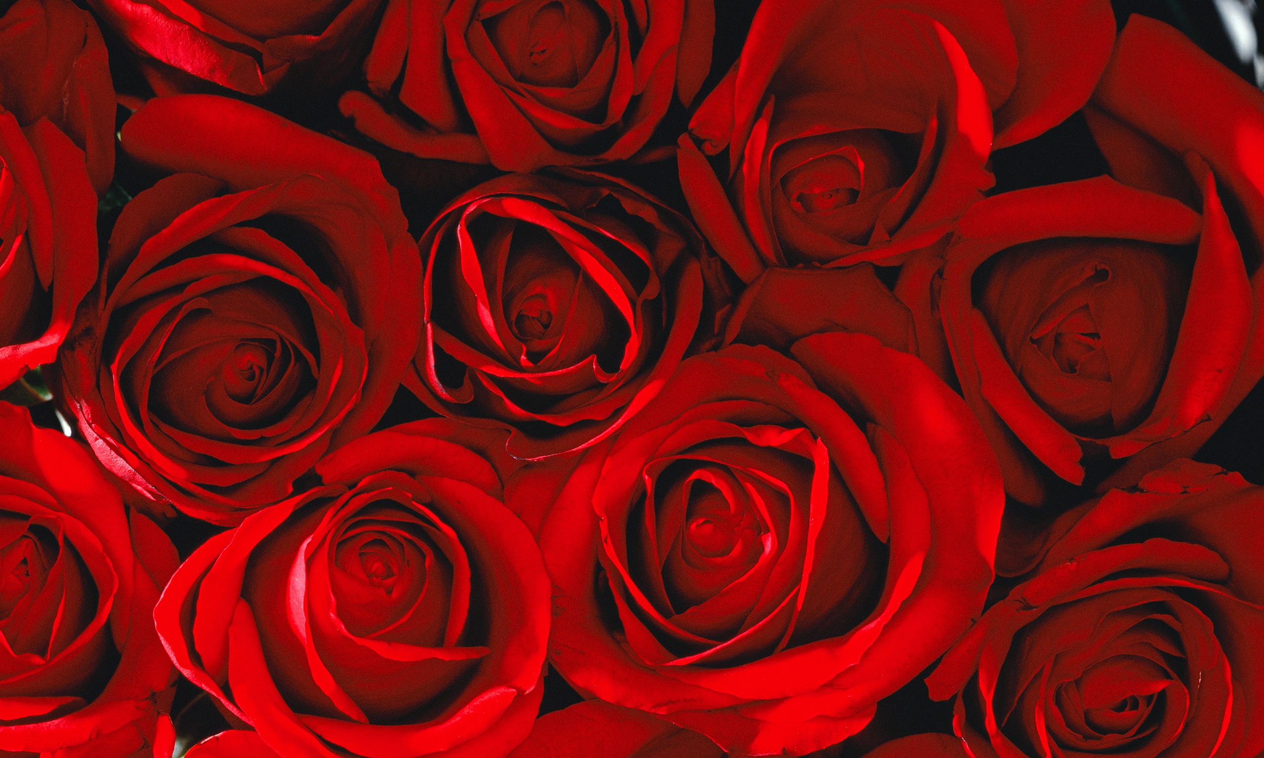Red Rose Tumblr...