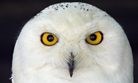 Snowy-Owl-is-seen-at-Olem-008.jpg