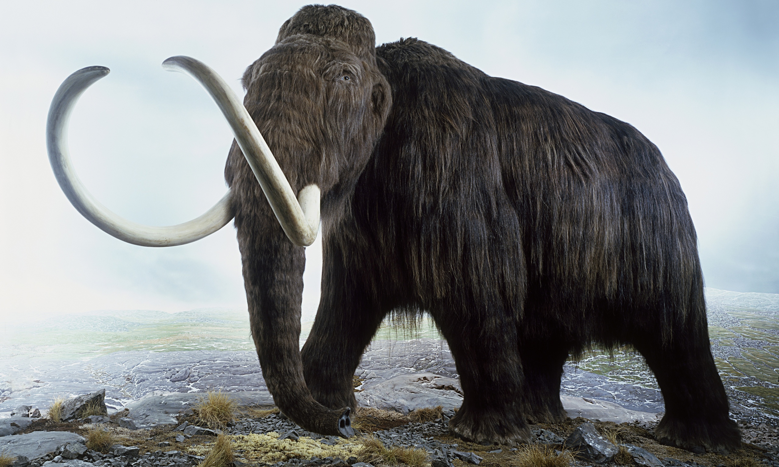 Woolly-mammoth-015.jpg Images - Frompo
