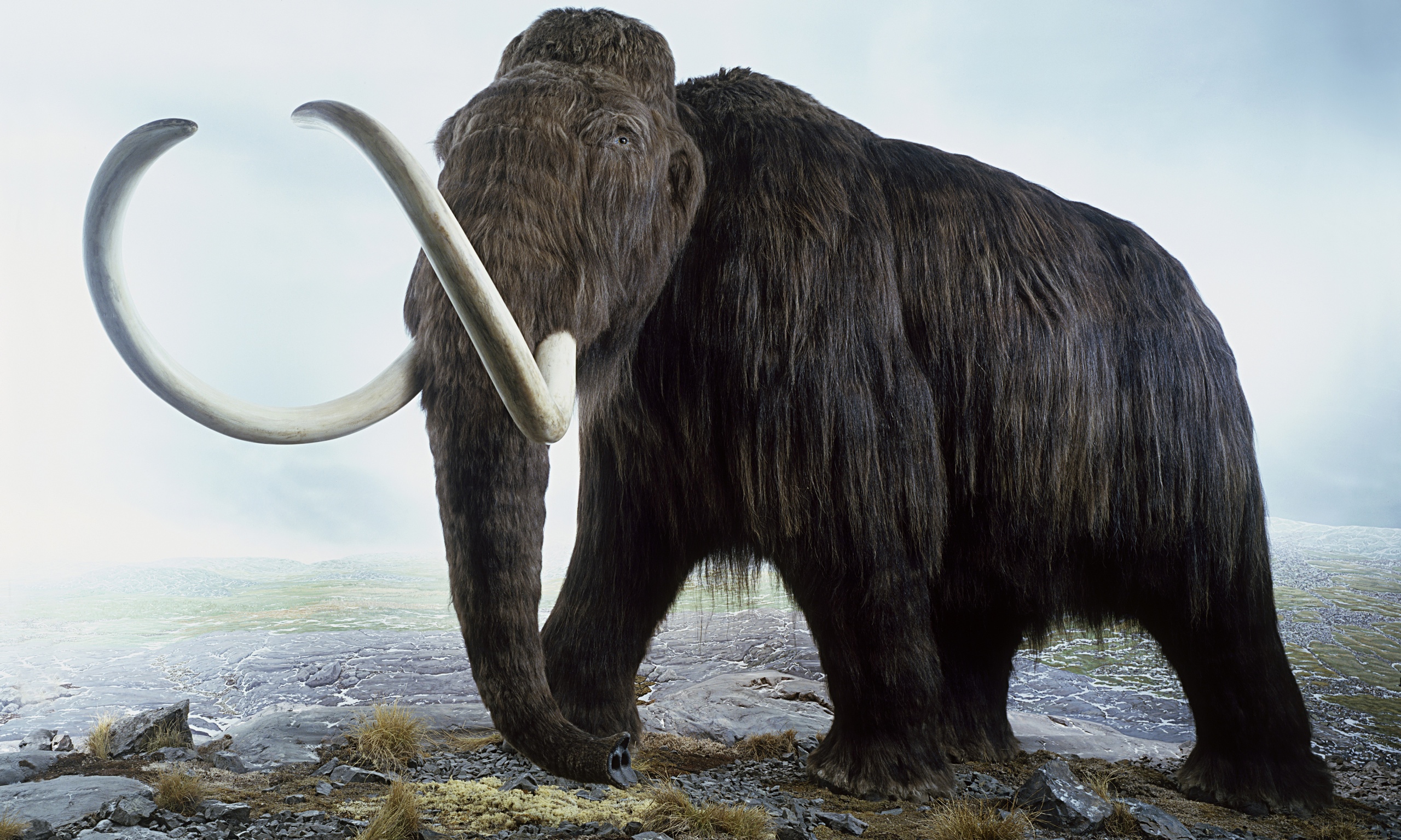 ウーリーマンモス WOOLLY MAMMOTH メリノウールブランケット 毛布 