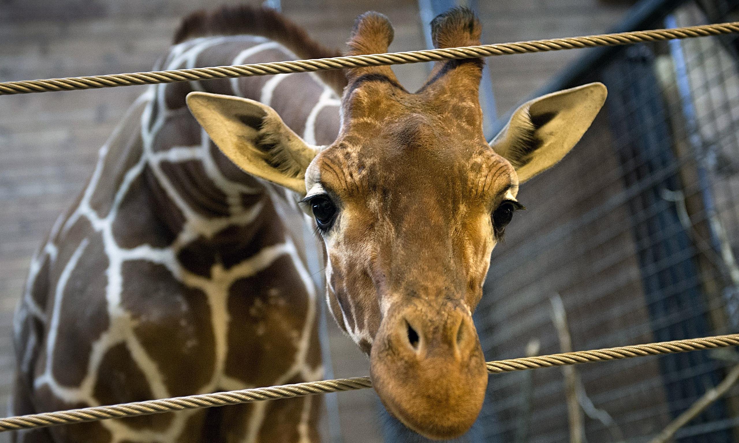 Why did Copenhagen zoo decide to kill Marius the giraffe? | World news