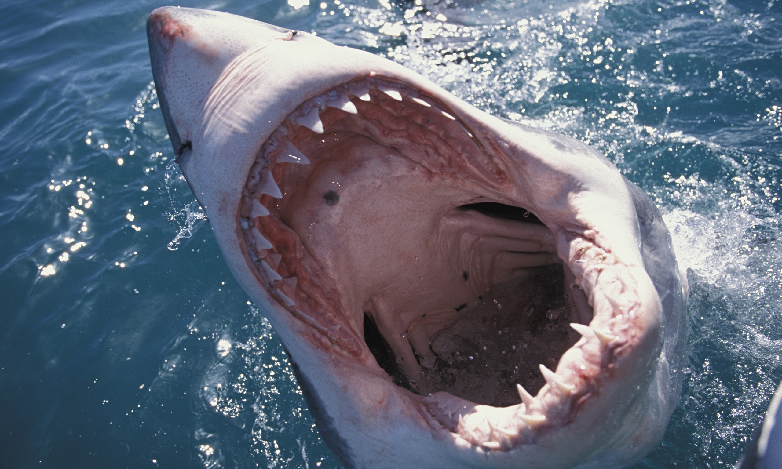 A-great-white-shark---loo-010.jpg