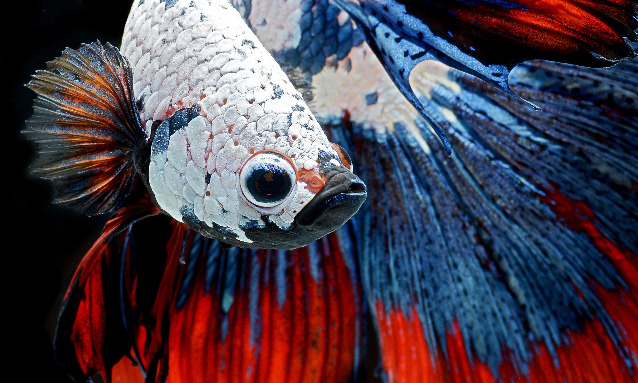 Сиамский петушок рыбка