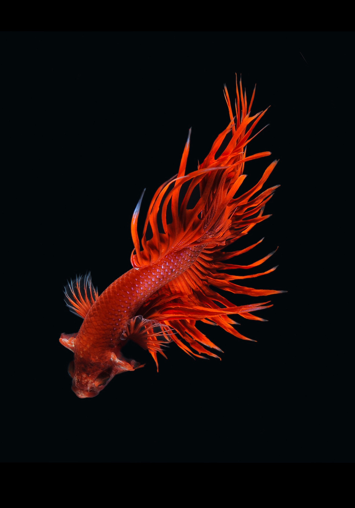 siamese-fighting-fish-art-and-design-the-guardian