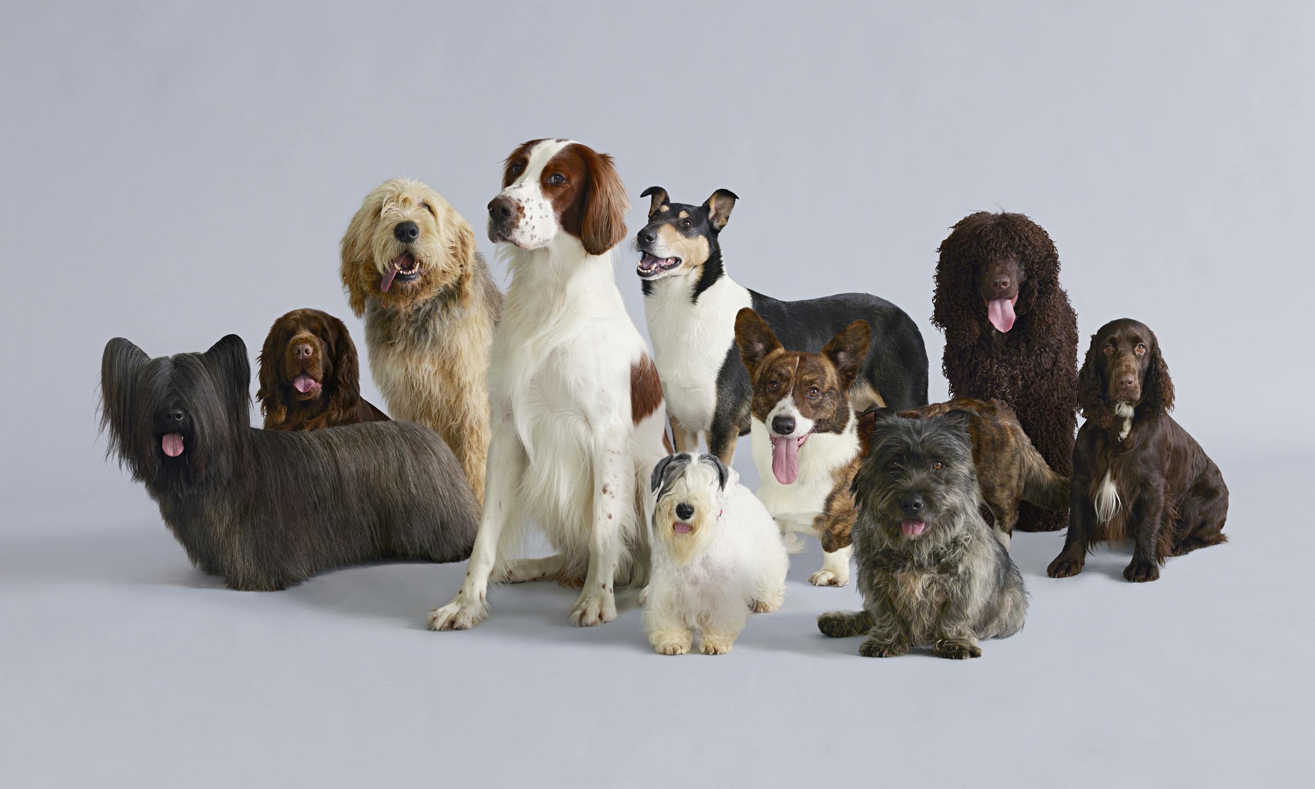 are dogs endangered days britain s endangered breeds and style the guardian are dogs endangered days britain s endangered breeds and style the guardian