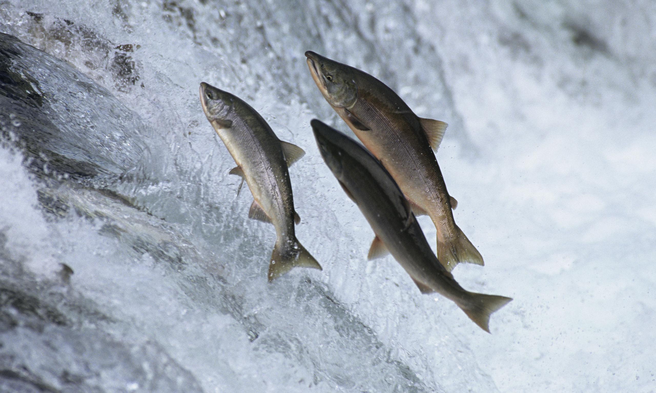 how-california-s-juvenile-salmon-are-migrating-to-the-sea-in-trucks