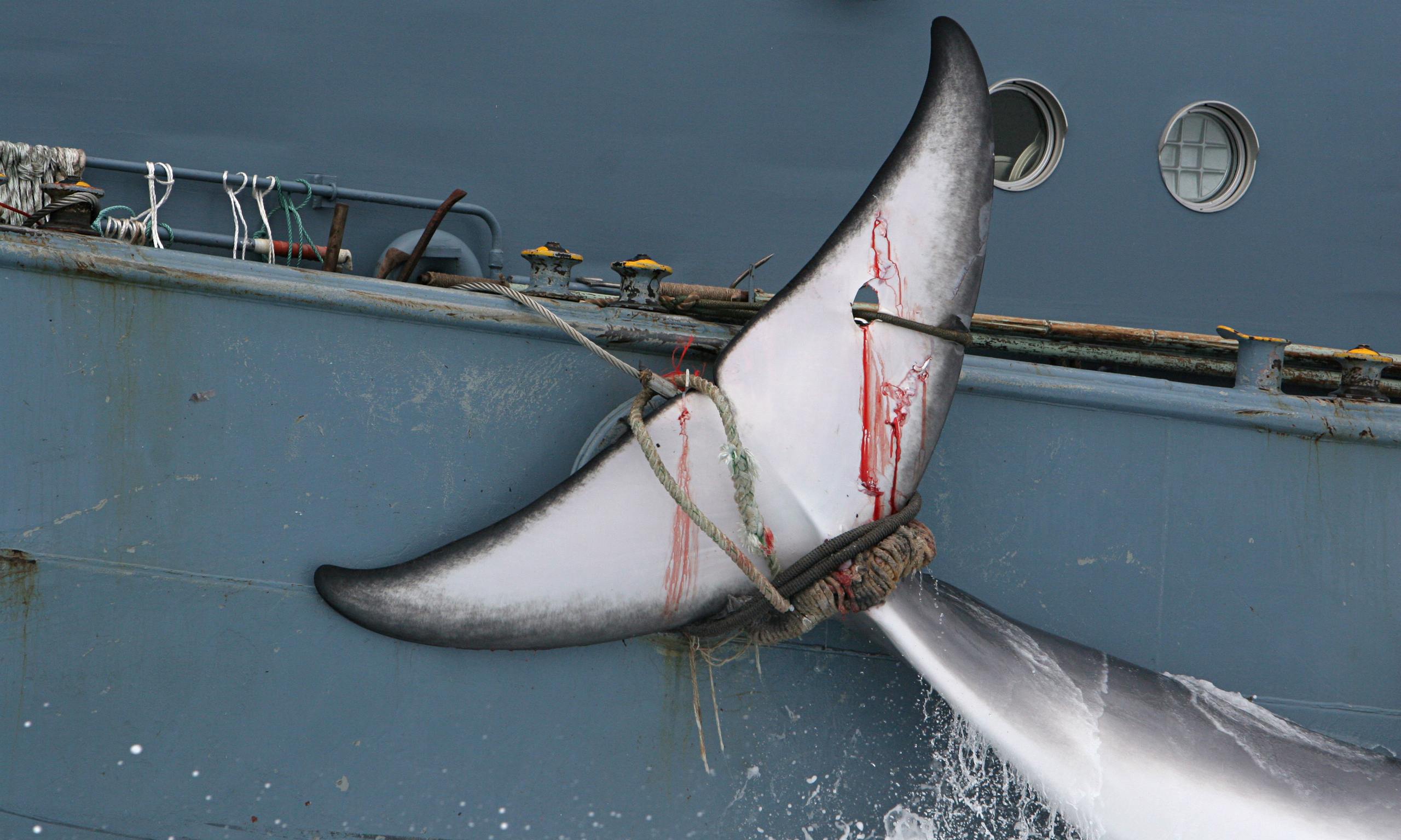 japan-s-whaling-future-in-balance-as-icj-set-to-rule-on-hunting-in