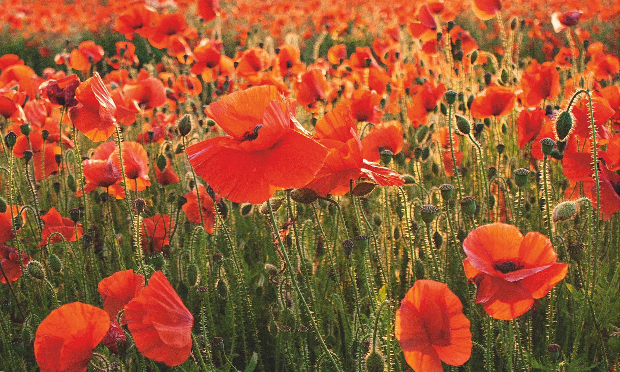 remembrance poppy 2014